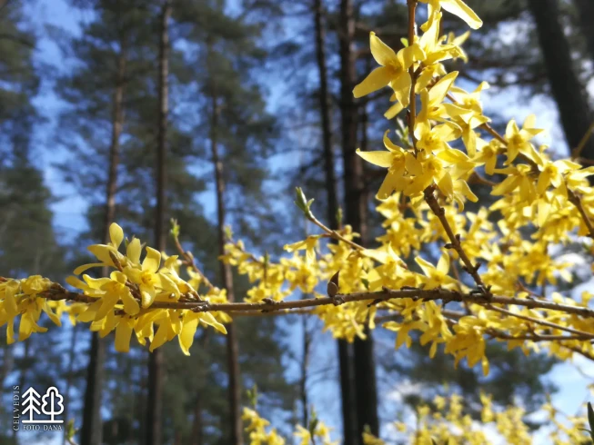 Forsythia × intermedia   'Nana'